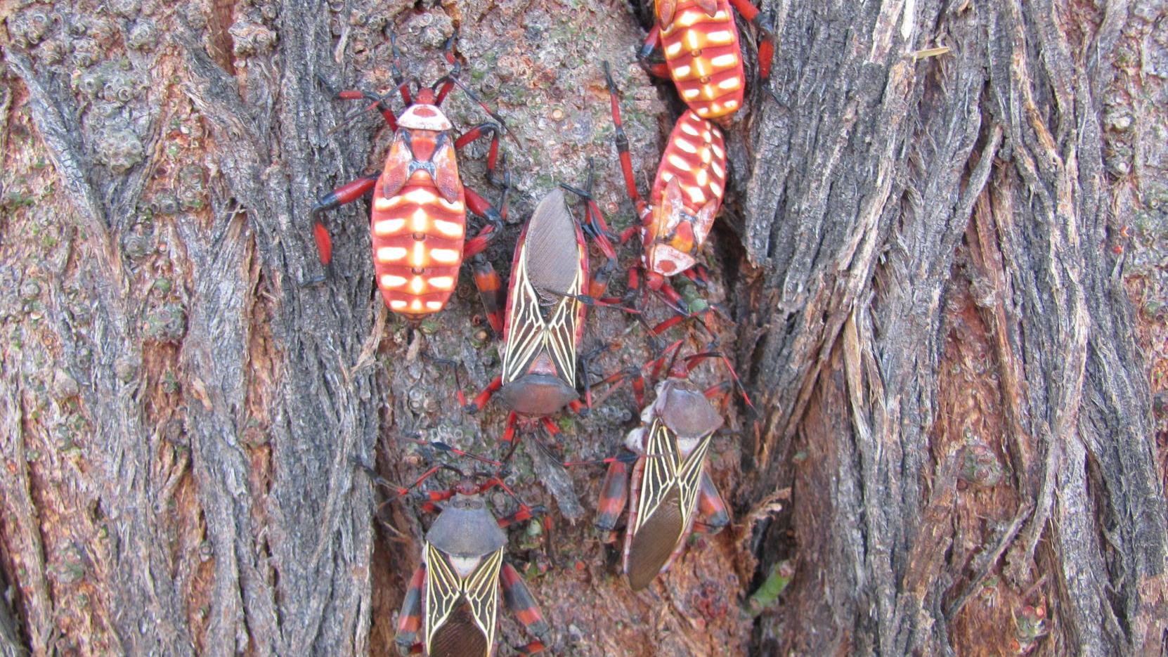 Out of the treetops: Giant mesquite bugs flee Tucson's oppressive heat